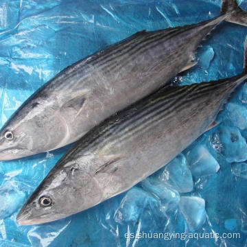 Precio barato bonito bonito skipjack pescado